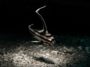 Juvenile Highhat (Pareques acuminatus), St Lucia
Olympus... by Henley Spiers 